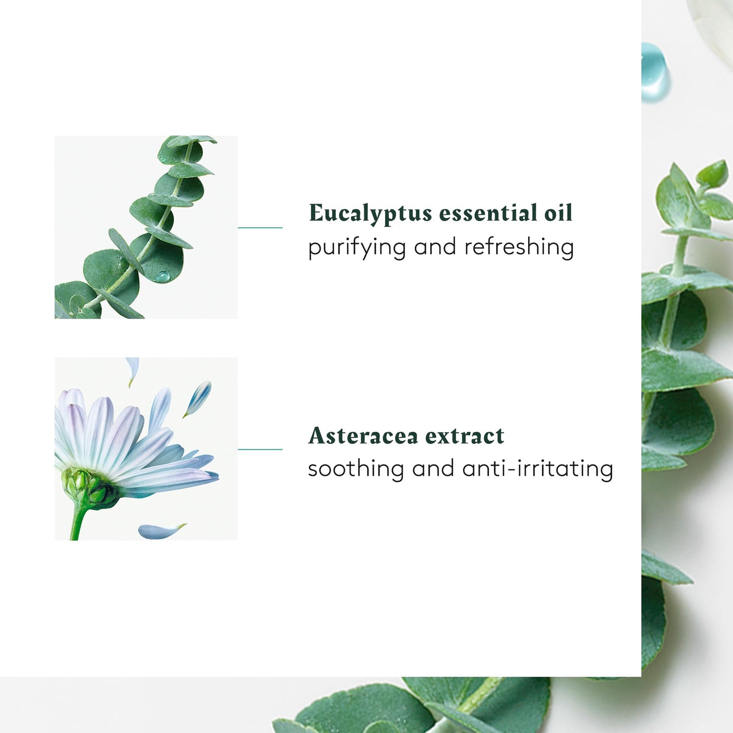 White Smoke Rene Furterer Head Spa ASTERA Soothing Concentrate, Pre-Shampoo Soothing Scalp Treatment, Soothe Sensitive Scalps - Mint & Eucalyptus - Paraben & Silicone-Free - 1.6 Oz