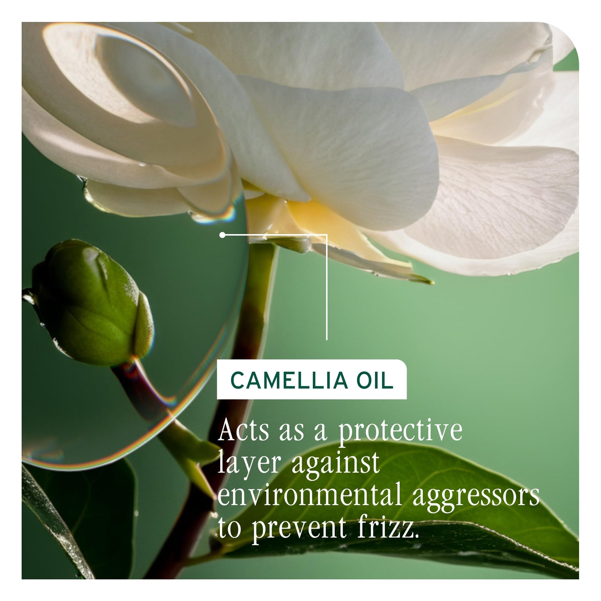 Dark Sea Green Biolage Smooth Proof Serum - Hydrates & Heals Brittle Strands, Frizz Control Hair Serum, For Frizzy Hair, Strengthens and Adds Shine, With micro-dosed Camellia Oil & Glycerin