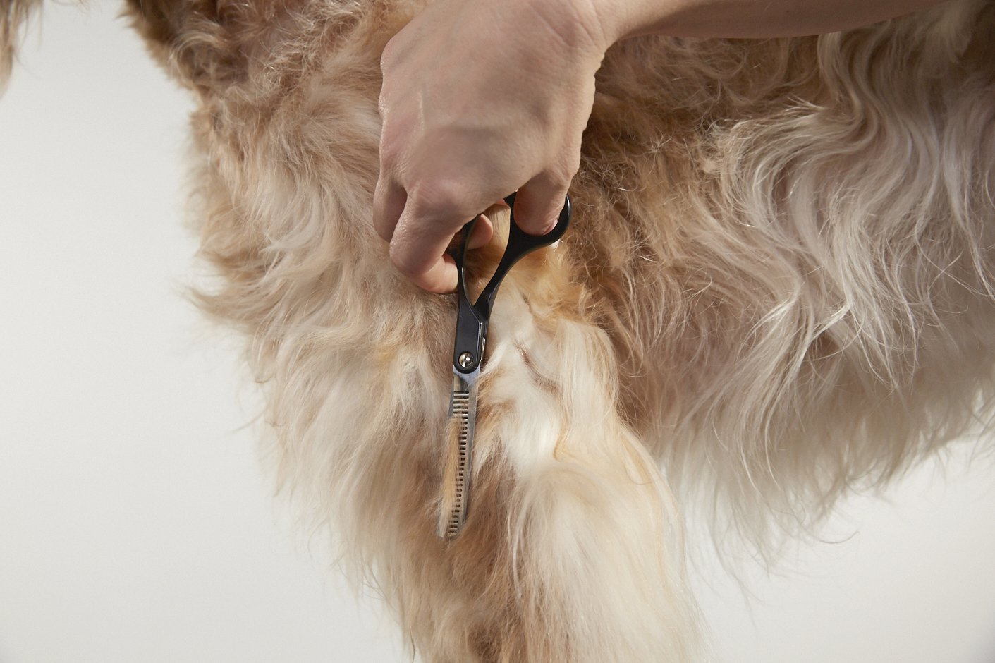 Light Gray Andis Straight Shears, Right-Handed, Professional Dog and Cat Grooming