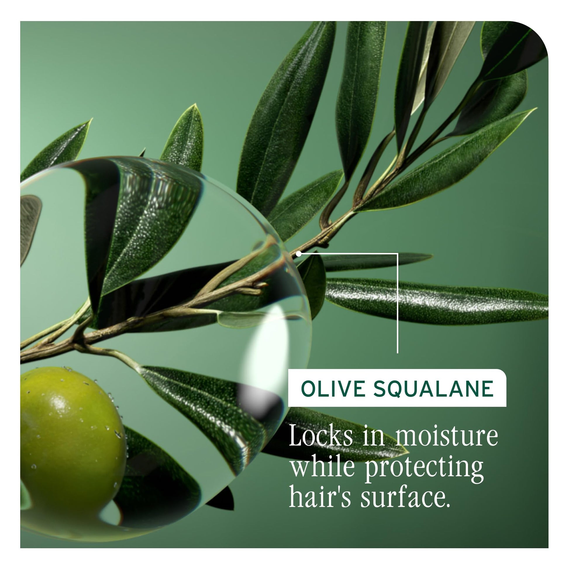 Dark Olive Green Biolage Strength Recovery Shampoo - Reduces Breakage & Detangles, Instantly Strengthens and Moisturizes, For Damaged Hair, With Olive Squalane & Vegan Proteins, Paraben & Mineral Oil-Free, 1.7 Fl Oz