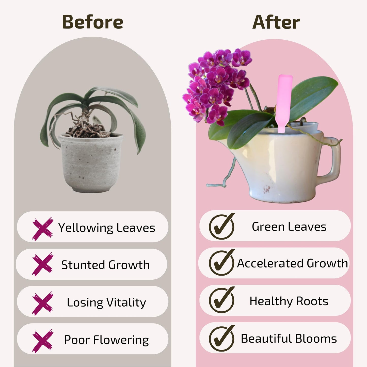 White Smoke The Green Alcove Liquid Orchid Fertilizer Spikes | Ready-to-Use Orchid Food for Blooming, Fertilizer for Orchids (8 Drip Feeders)