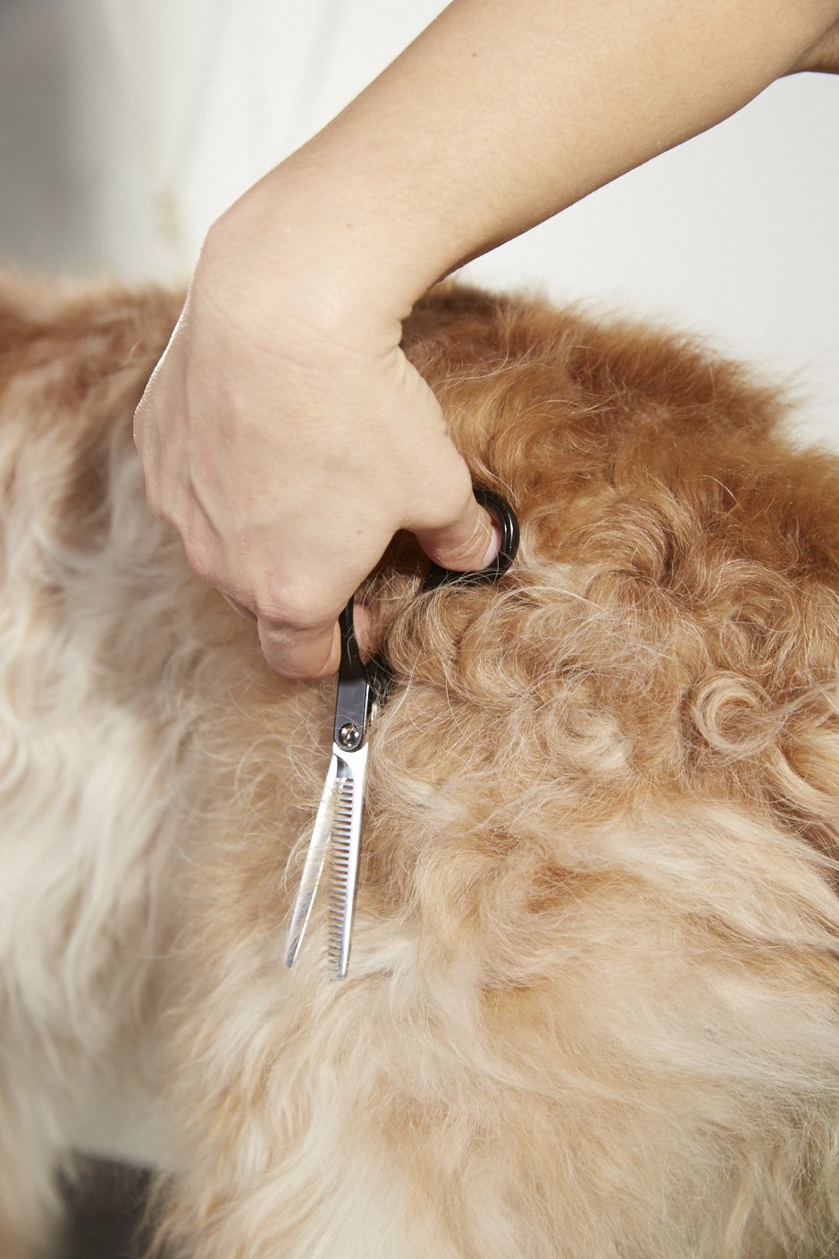 Tan Andis Straight Shears, Right-Handed, Professional Dog and Cat Grooming