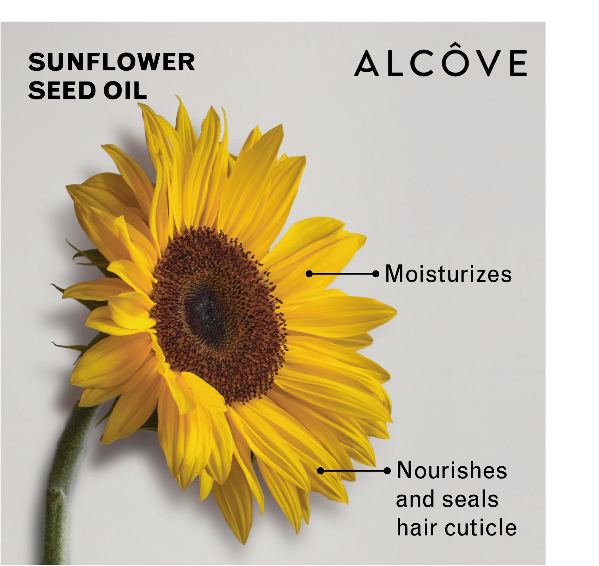 Light Gray Alcôve - Curl Activator for Curly Hair - Argan Oil, Pomegranate Seed & Mango Extract - Defining Cream for Wavy Hair - Anti Frizz - Moisturizing - Effective in High Humidity - 8.5oz