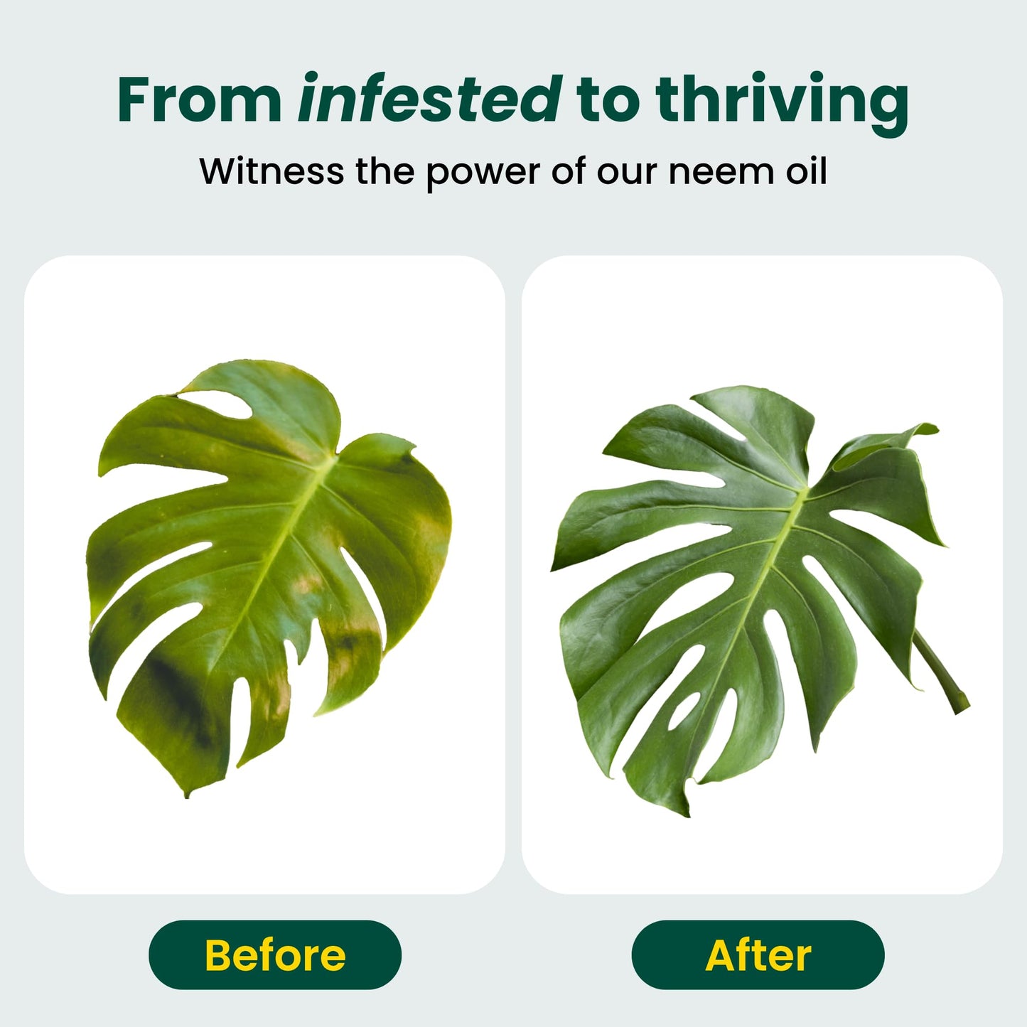 White Smoke Neem Oil for Plants (Makes 30 Bottles) with Spray Bottle & Essential Oils for Indoor Houseplants & Outdoor Gardens, Natural Leaf Shine