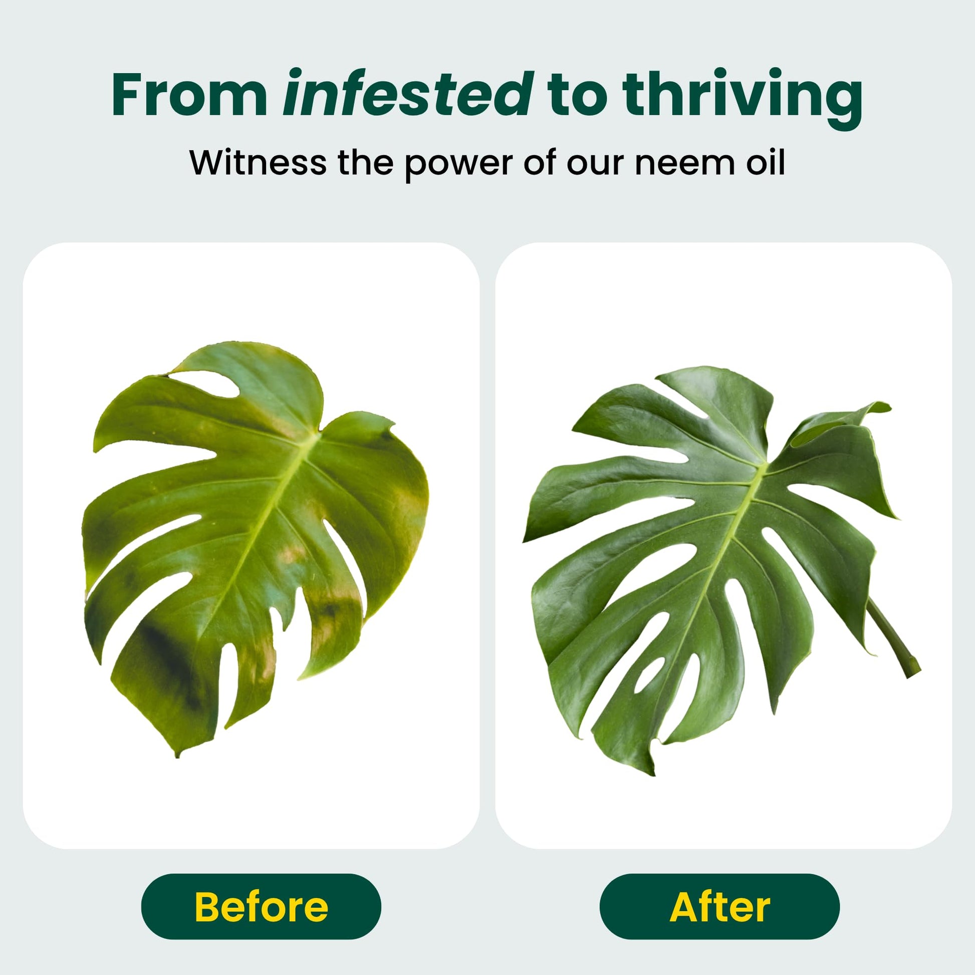 White Smoke Neem Oil for Plants (Makes 30 Bottles) with Spray Bottle & Essential Oils for Indoor Houseplants & Outdoor Gardens, Natural Leaf Shine