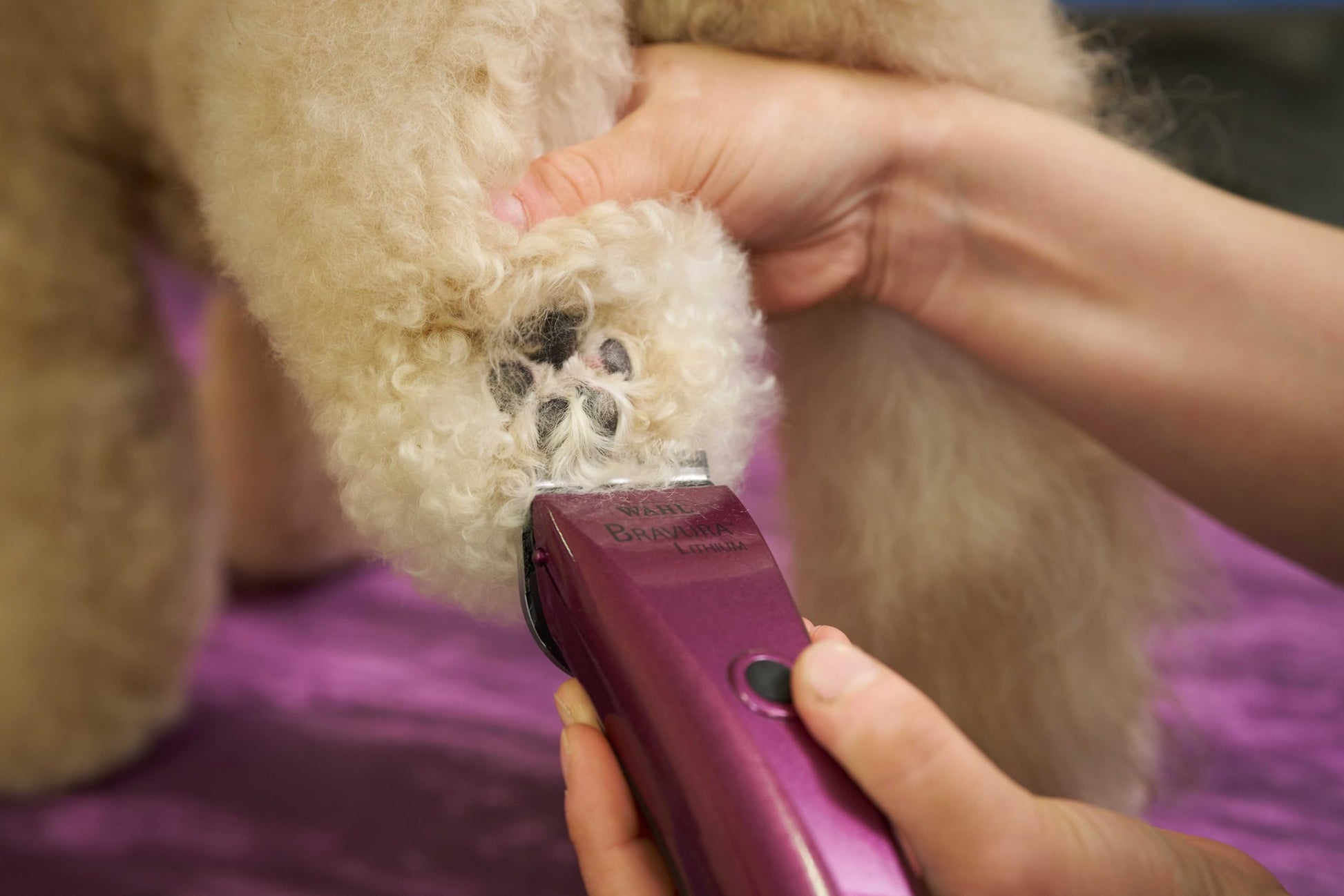 Dark Olive Green Wahl Professional Animal Bravura Pet, Dog, Cat, and Horse Corded/Cordless Clipper Kit, Purple (#41870-0423)