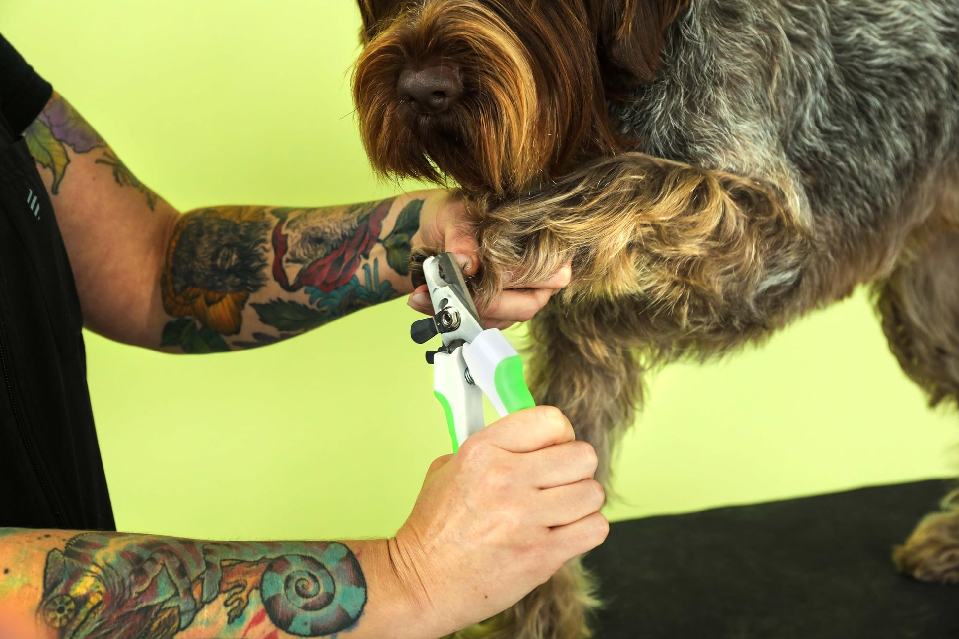 Khaki Andis 68575 Animal Nail Cutter for Small Breeds - Stainless Steel Blades with Sharp Efficiency - Designed for Repeated Use & Recommended by Pet Trainers – Medium Size & White/Green