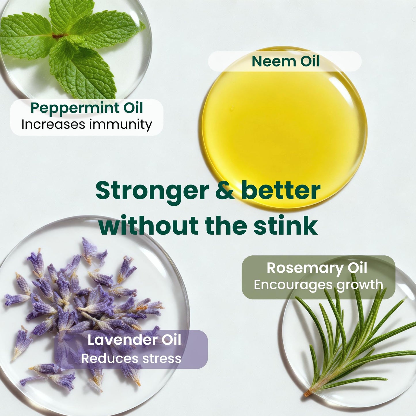 Lavender Neem Oil for Plants (Makes 30 Bottles) with Spray Bottle & Essential Oils for Indoor Houseplants & Outdoor Gardens, Natural Leaf Shine