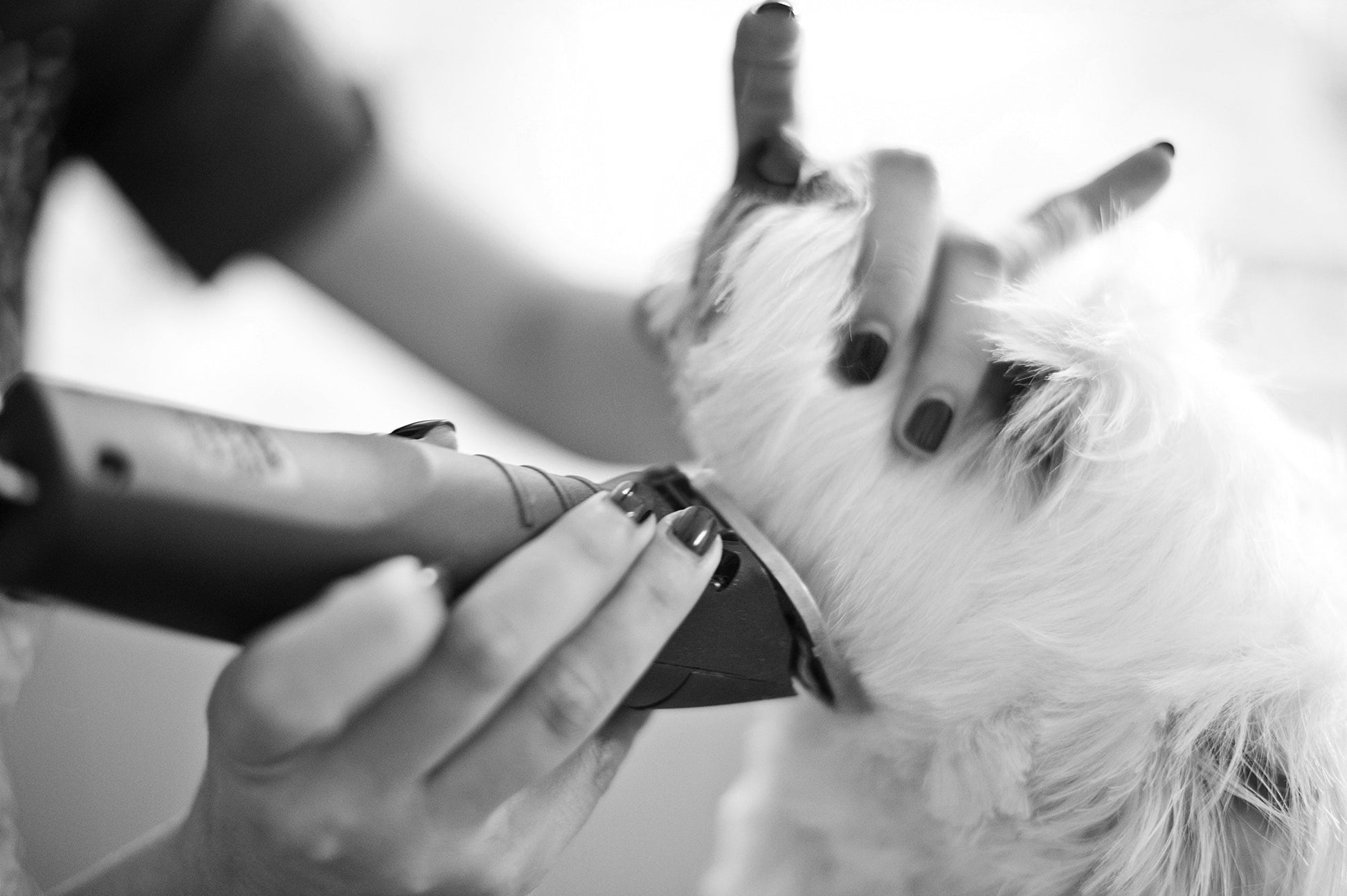 White Smoke Andis UltraEdge Super 2-Speed Detachable Blade Clipper, Professional Animal/Dog Grooming, AGC2 (23280)